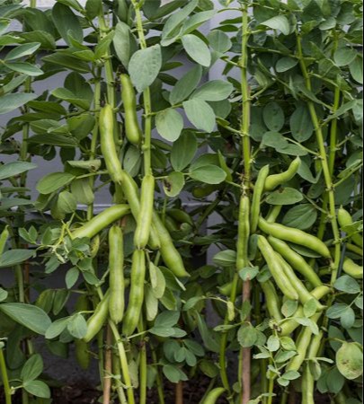 Broad Beans Broad Beans