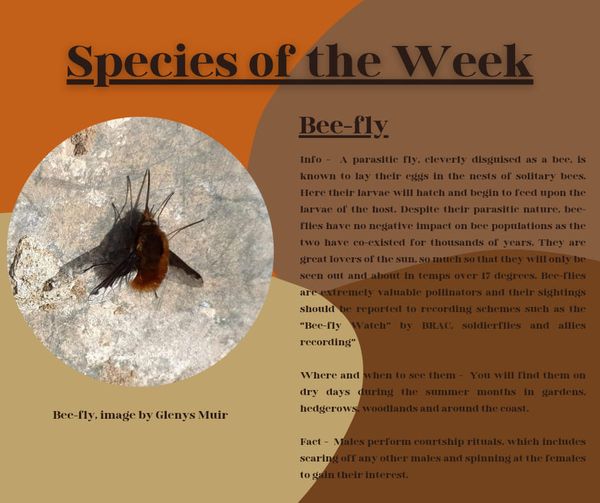 Bee-fly Bee-fly