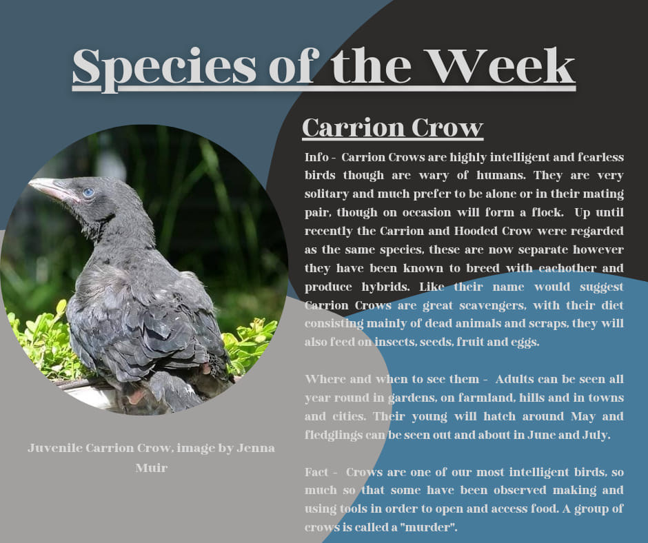 Carrion Crow Carrion Crow