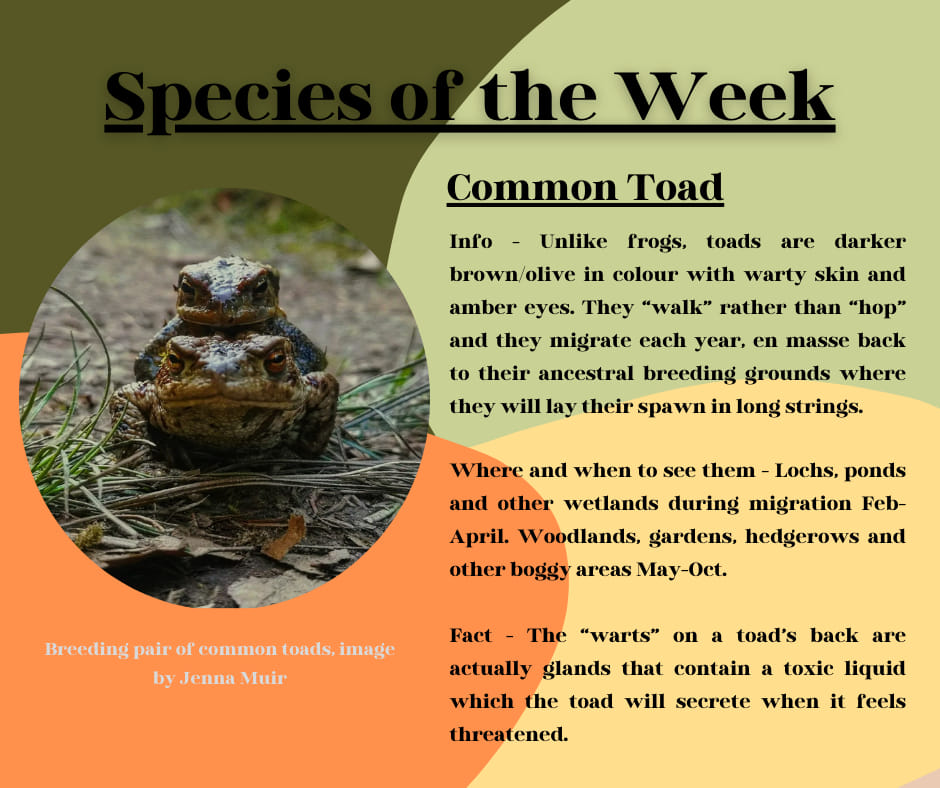 Common Toad Common Toad