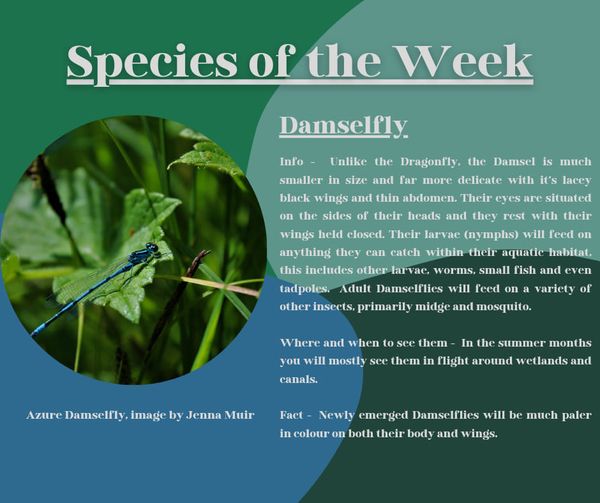 Damselfly Damselfly