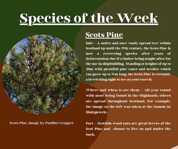 Scots Pine Scots Pine